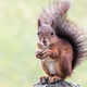 Illustration for article titled I Didn’t Spend $150,000 Saving A Squirrel’s Life So It Could Live In Trump’s America